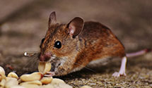 24 Hour & Emergency Exterminators in Falls, PA